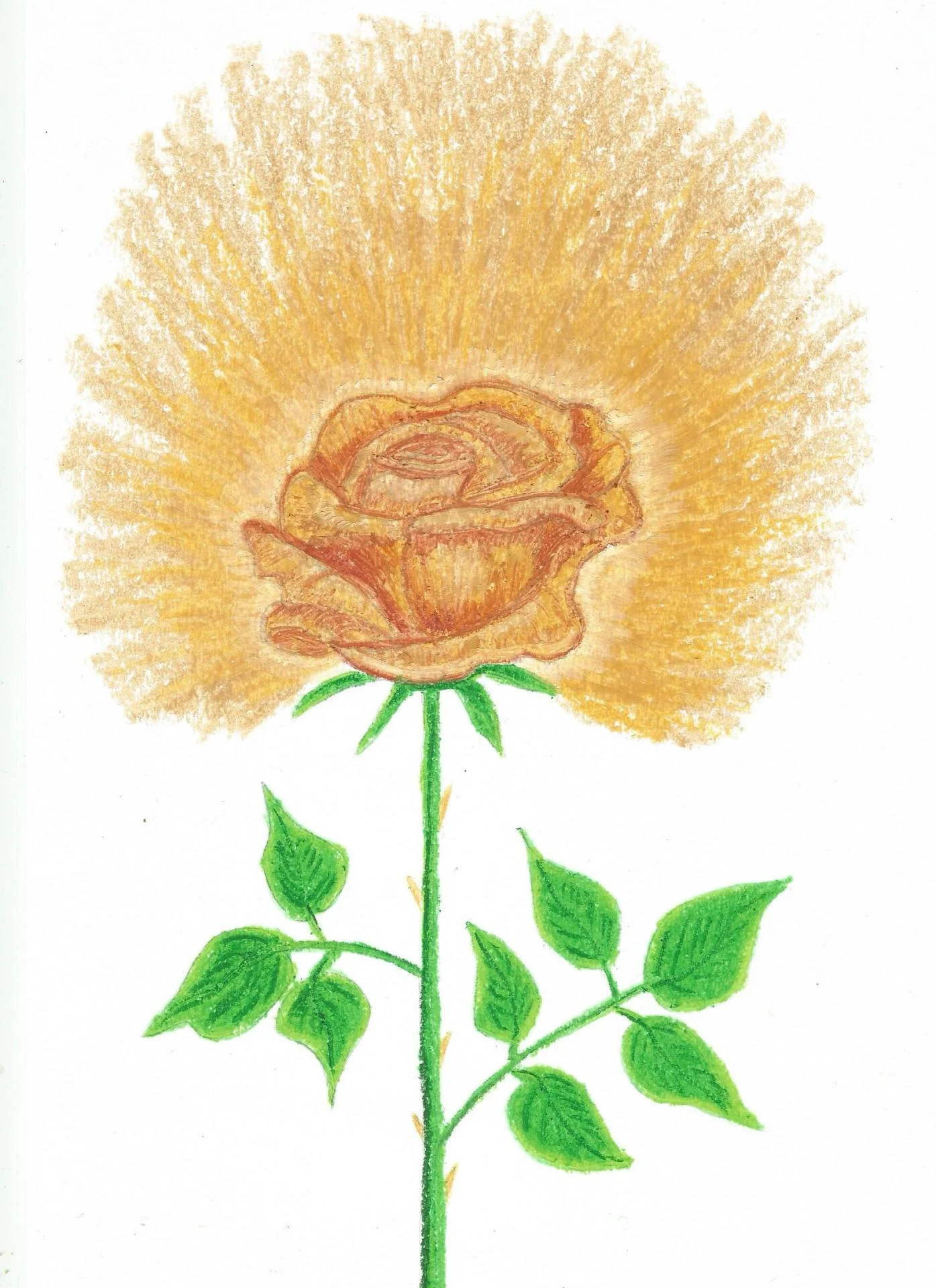 23 rose
